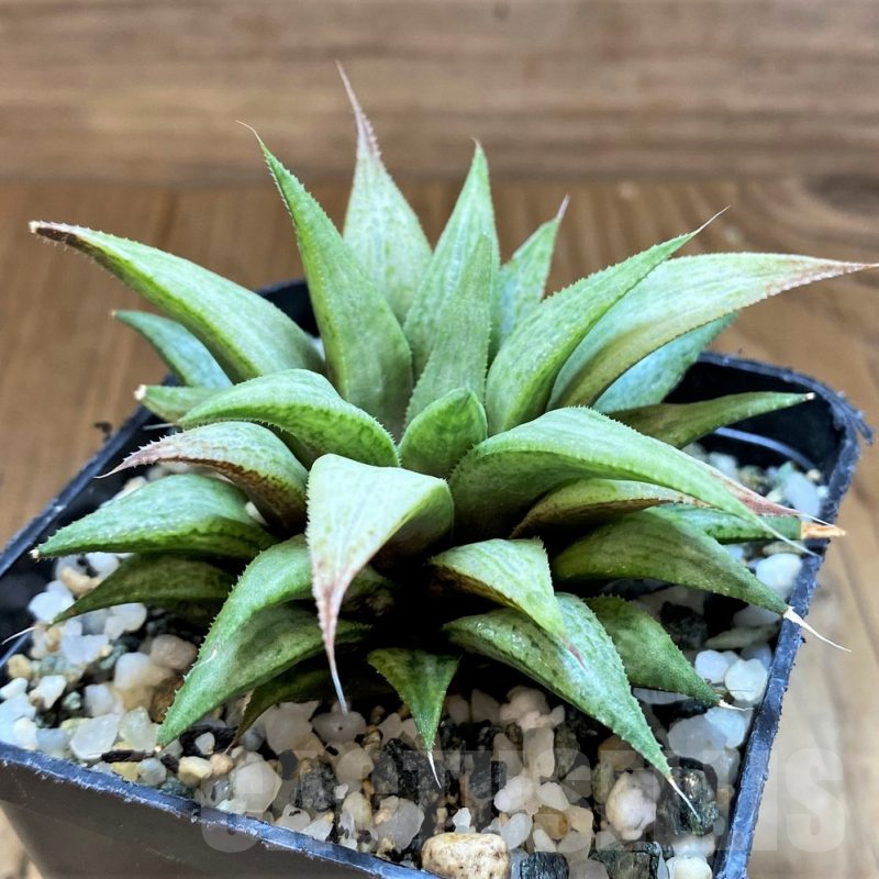 SH17732 Haworthia ‘Metallica’ hybrid
