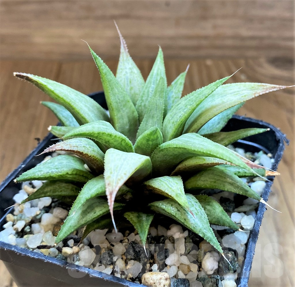 SH17732 Haworthia ‘Metallica’ hybrid