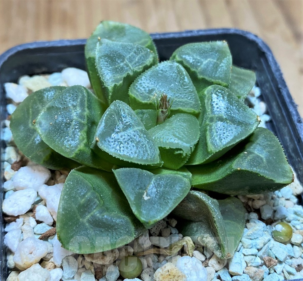 SH17669 Haworthia bayeri ‘Auspicious clouds’