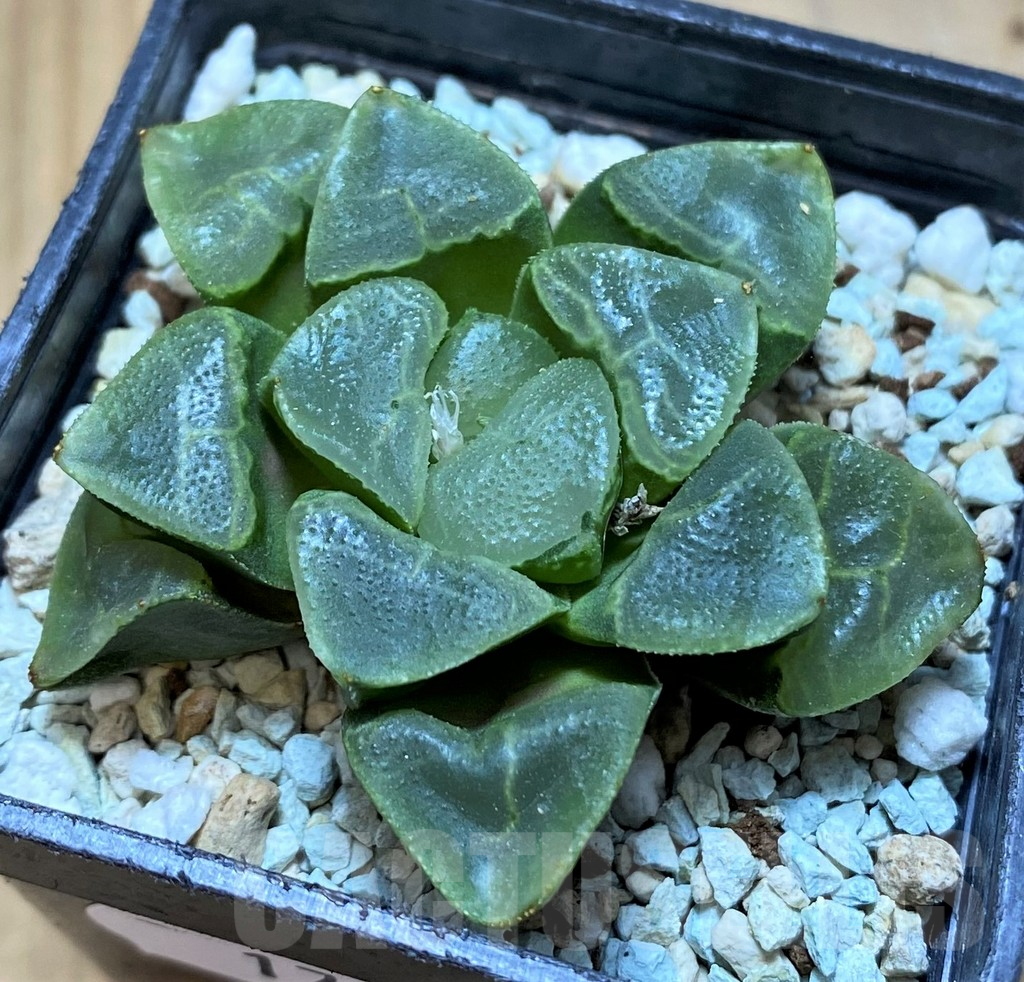 SH17670 Haworthia bayeri ‘Auspicious clouds’ - Image 2
