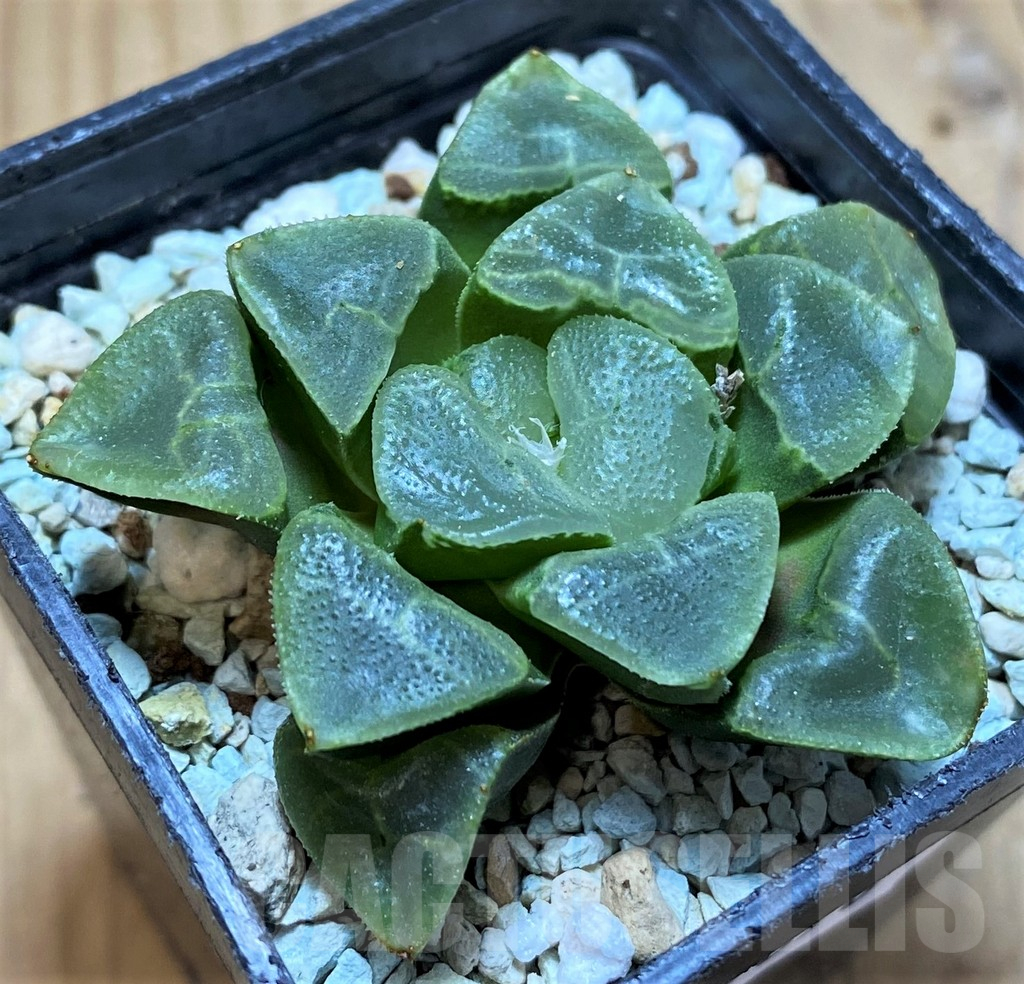 SH17670 Haworthia bayeri ‘Auspicious clouds’