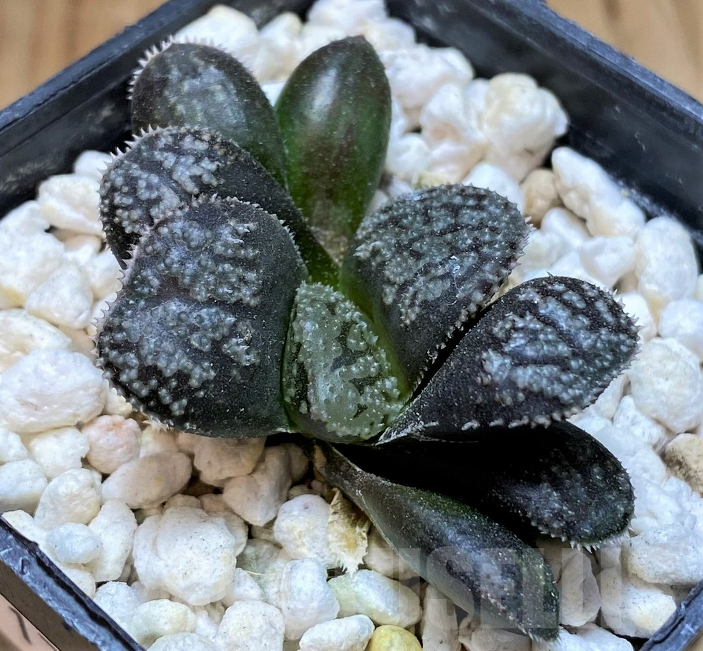 SH17671 Haworthia 'Mordor'