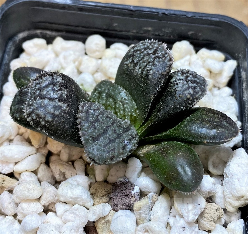 SH17671 Haworthia 'Mordor' - Image 2