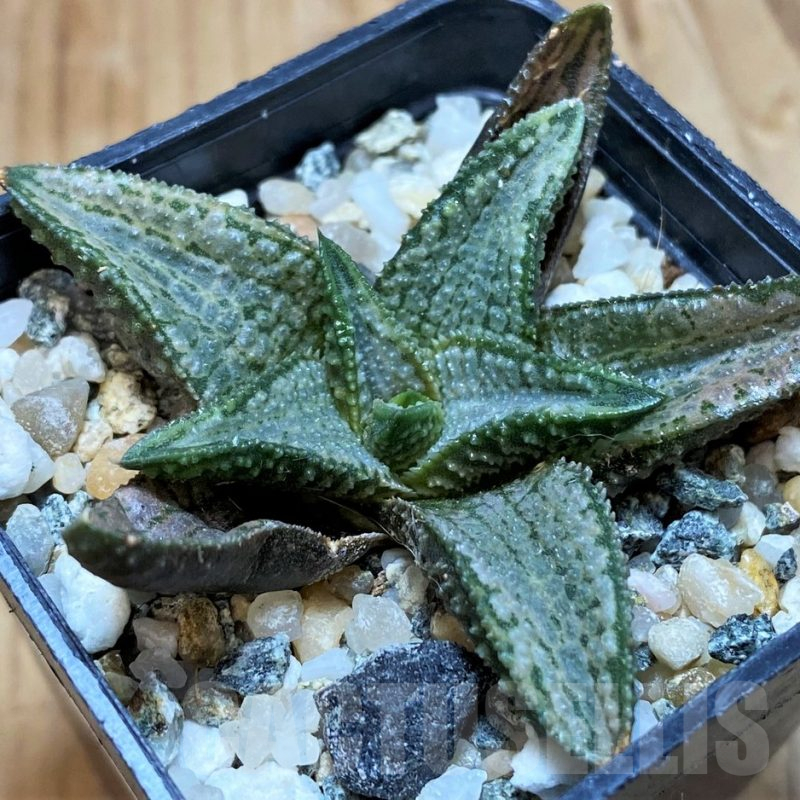 SH17663 Haworthia 'Silver Tarantula'