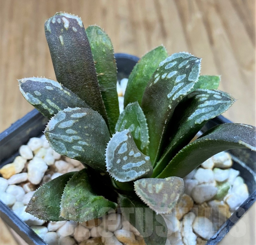 SH17676 Haworthia mutica hybrid - Image 2