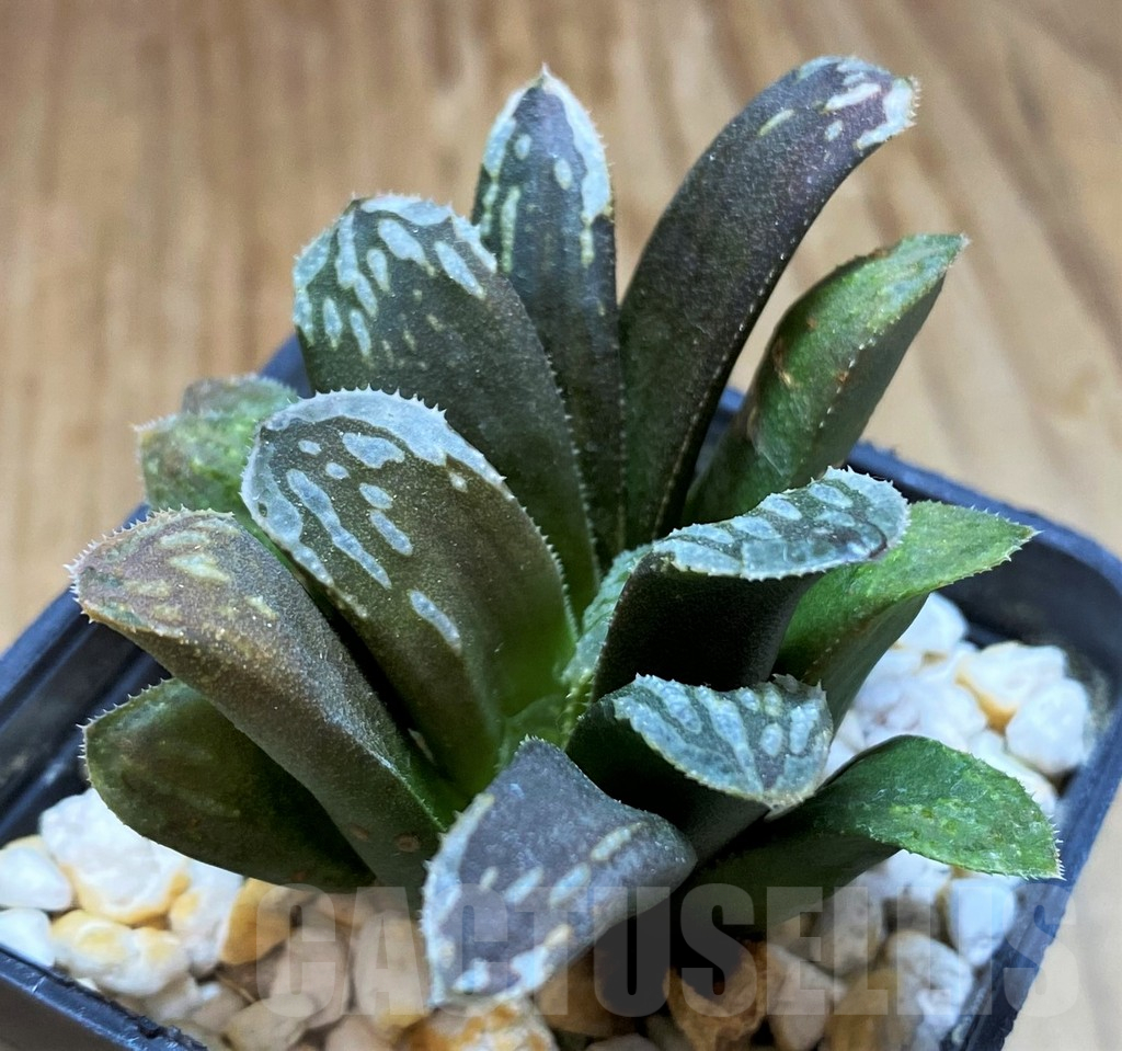 SH17676 Haworthia mutica hybrid