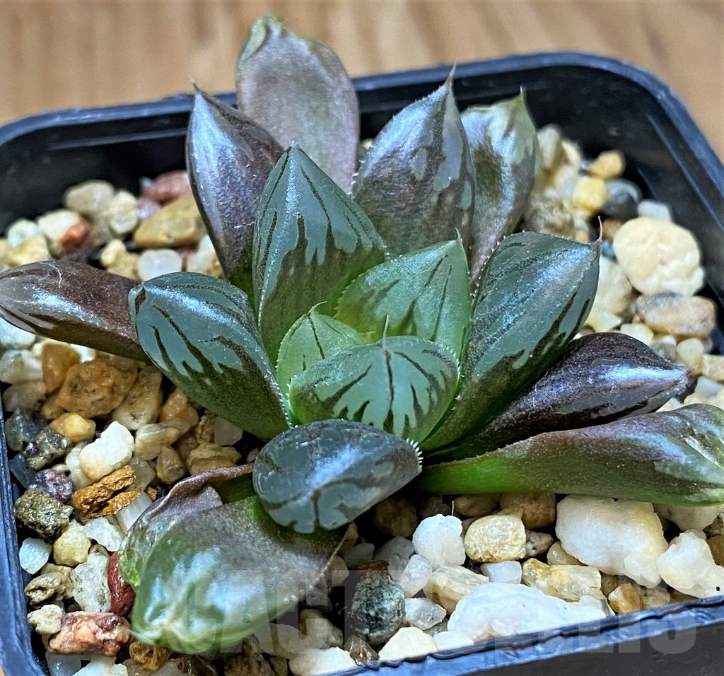 SH17678 Haworthia obtusa 'Black star'