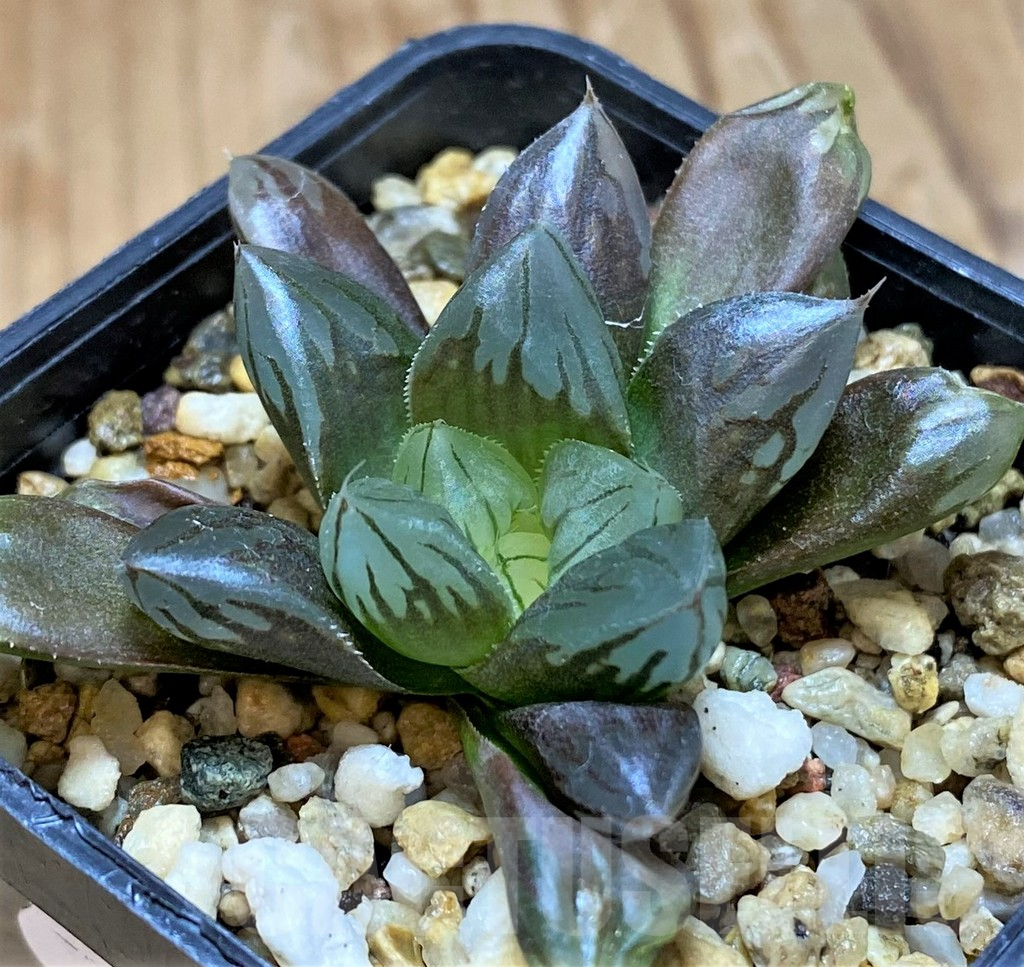 SH17678 Haworthia obtusa 'Black star' - Imagen 2