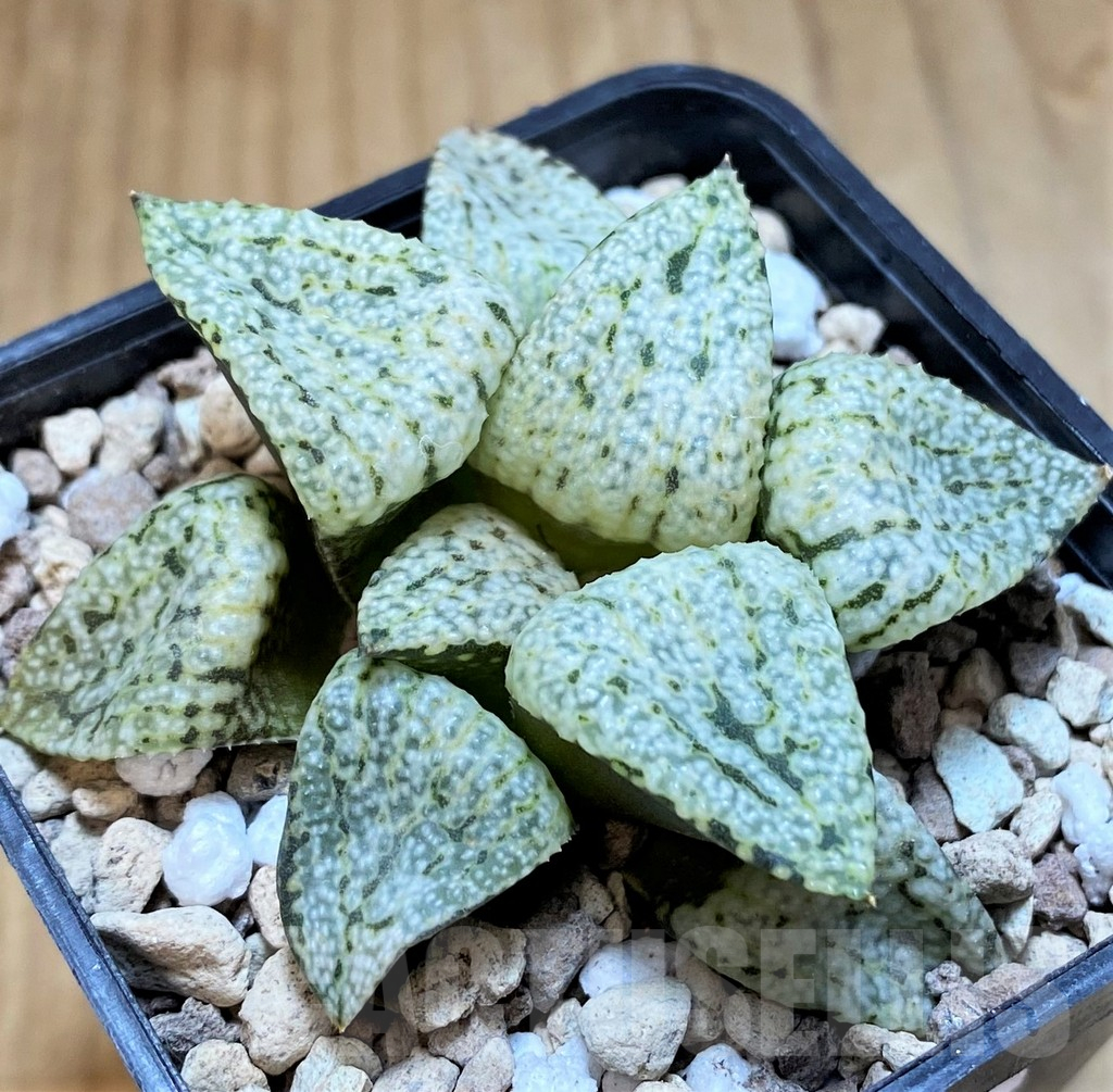 SH17679 Haworthia picta 'Snow White Silver' - Image 2
