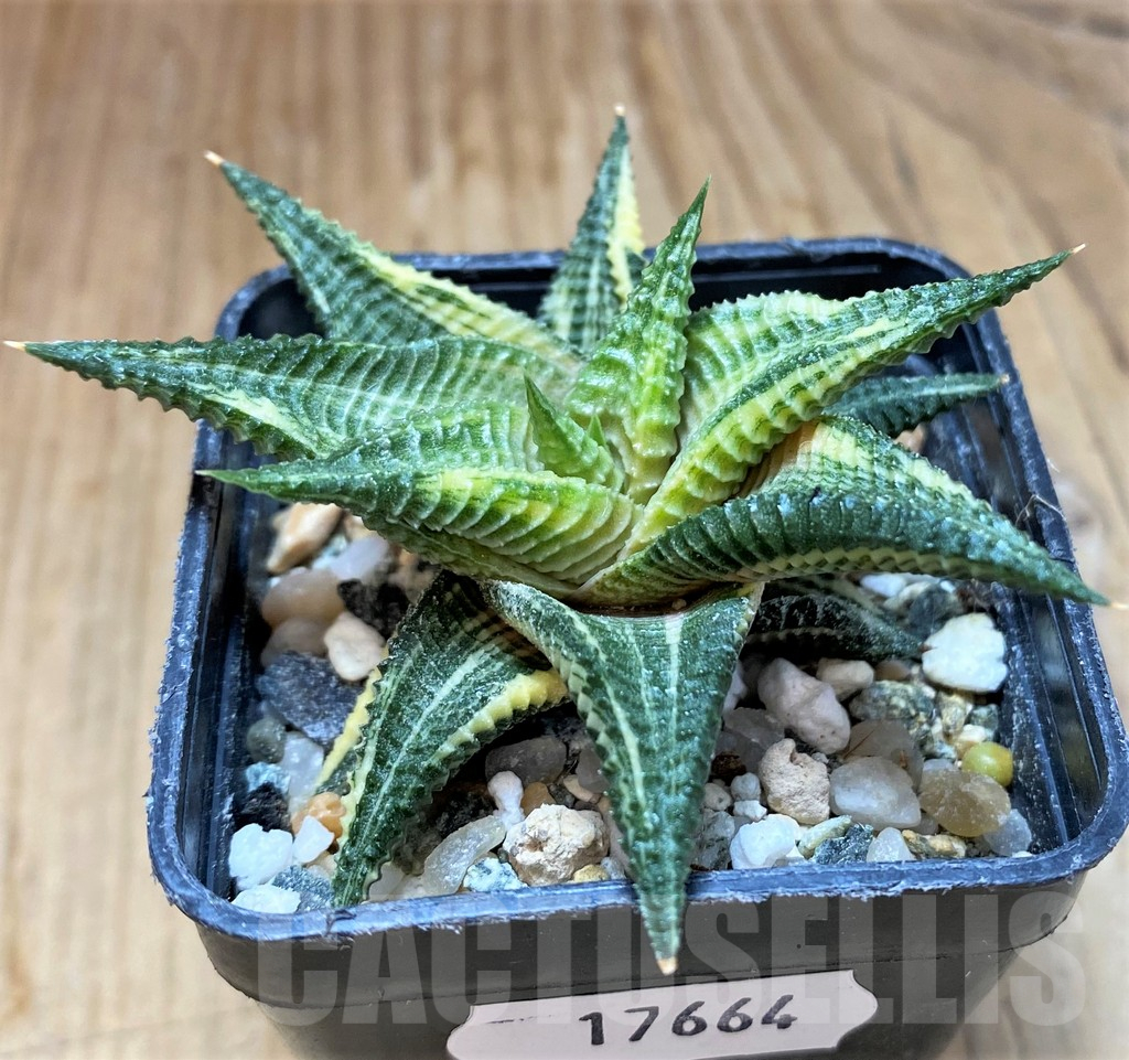 SH17664 Haworthia limifolia f. variegata - Image 2