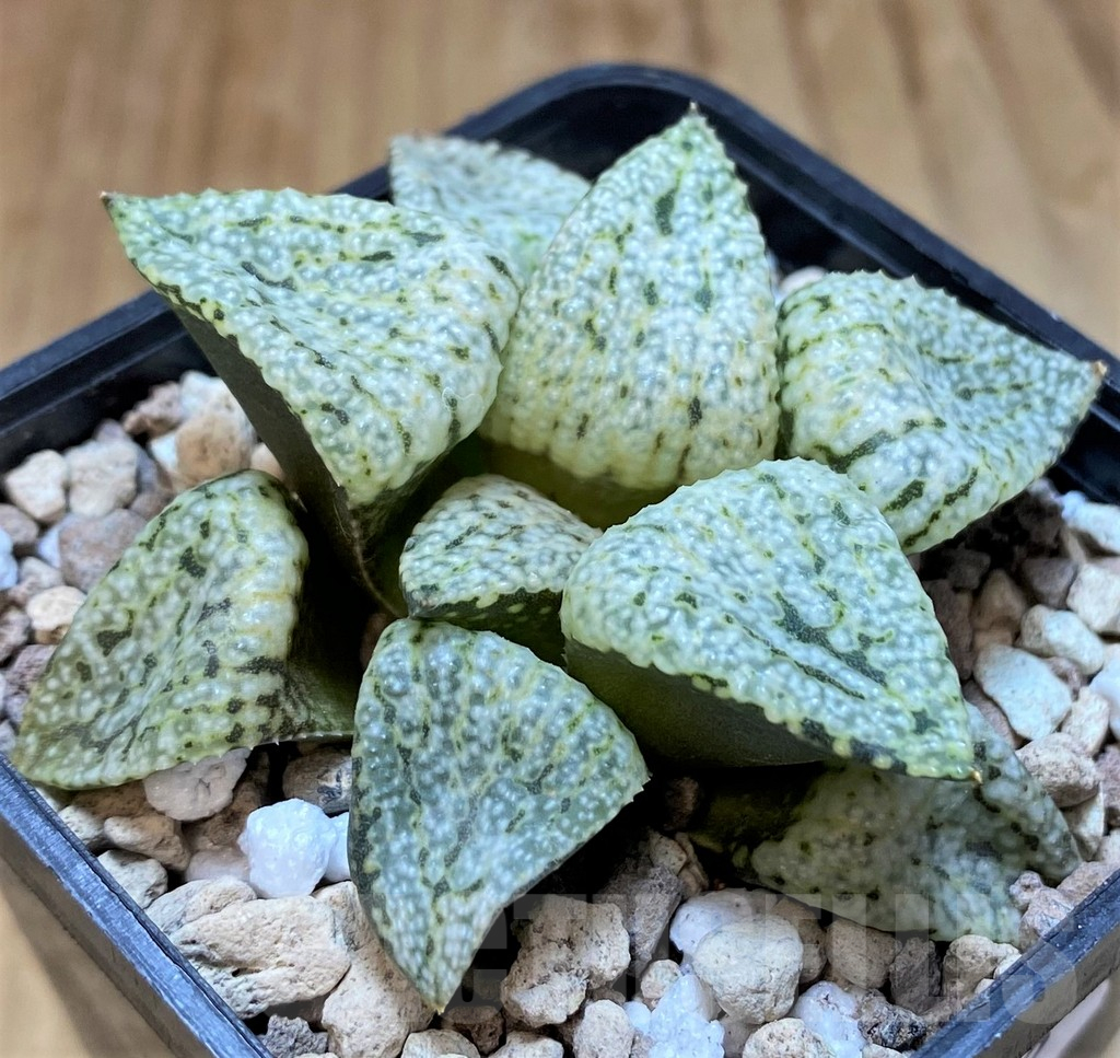 SH17679 Haworthia picta 'Snow White Silver'