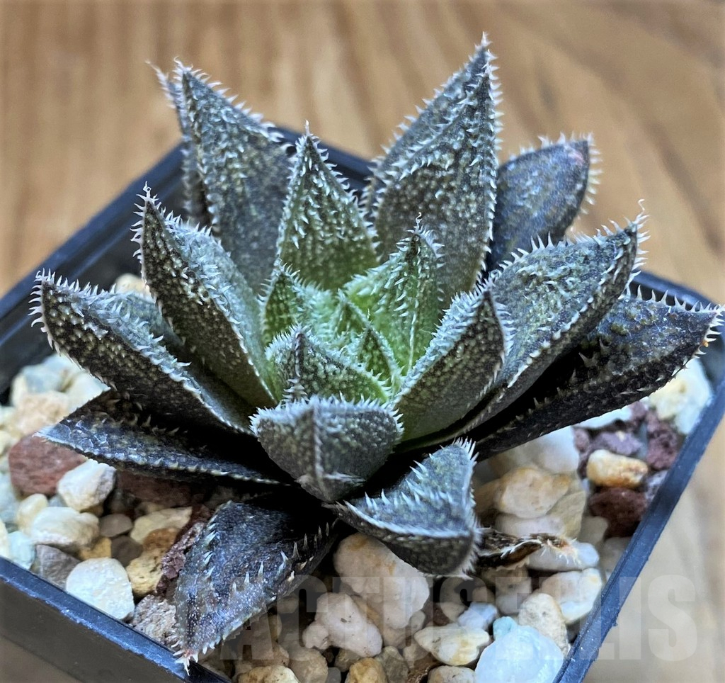 SH17680 Haworthia ‘Bunraku’ HKX-3, ex Cactus Nishi - 画像 (2)