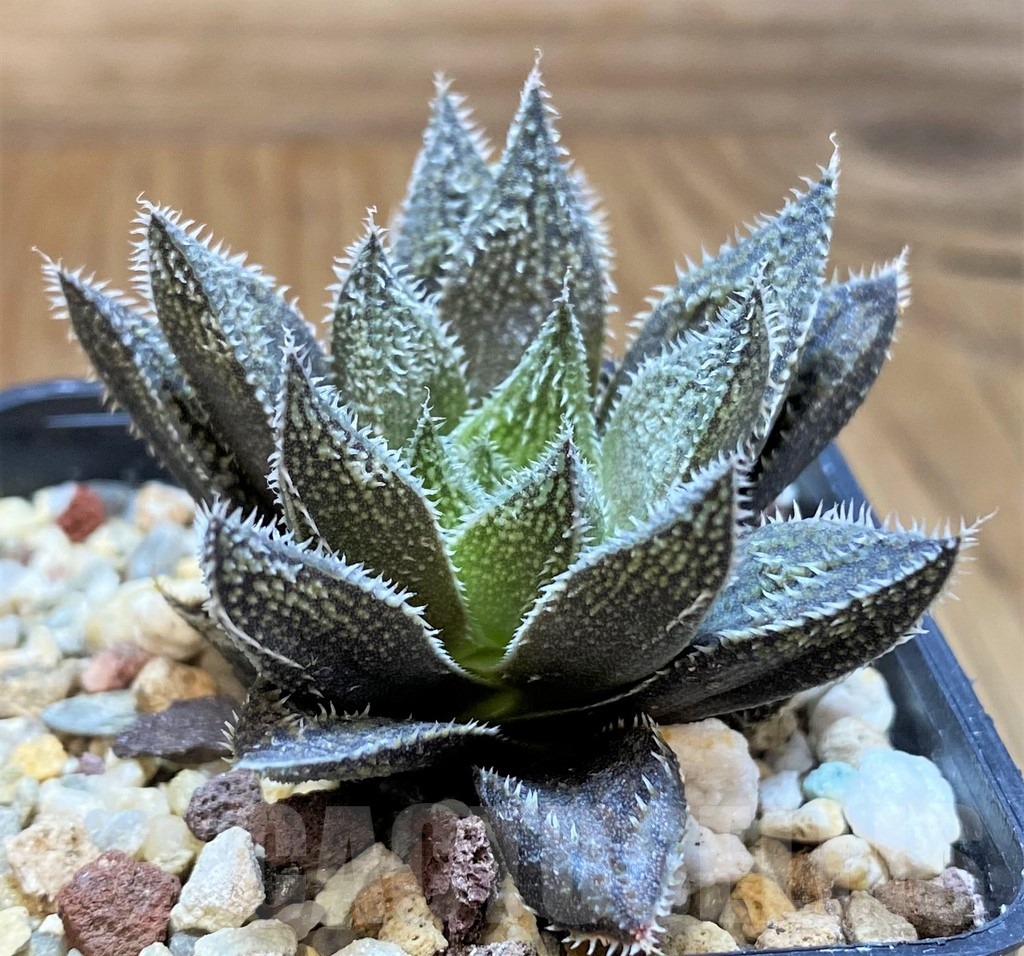 SH17680 Haworthia ‘Bunraku’ HKX-3, ex Cactus Nishi