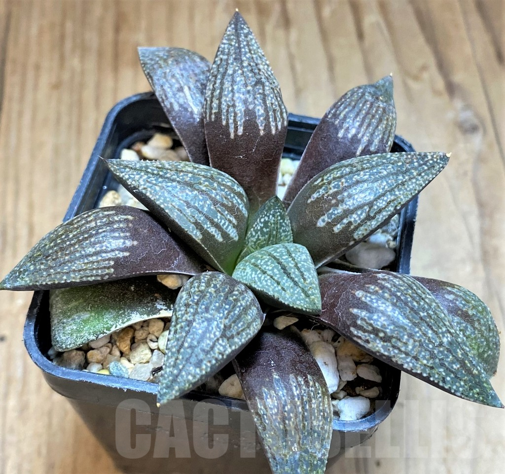 SH17681 Haworthia picta SH - Imagen 2