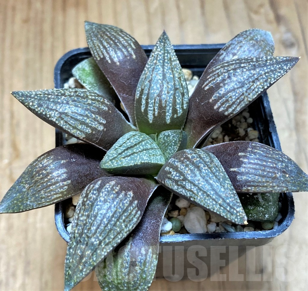 SH17681 Haworthia picta SH