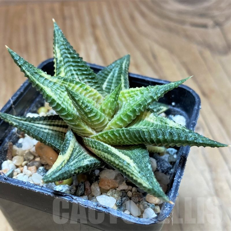 SH17664 Haworthia limifolia f. variegata