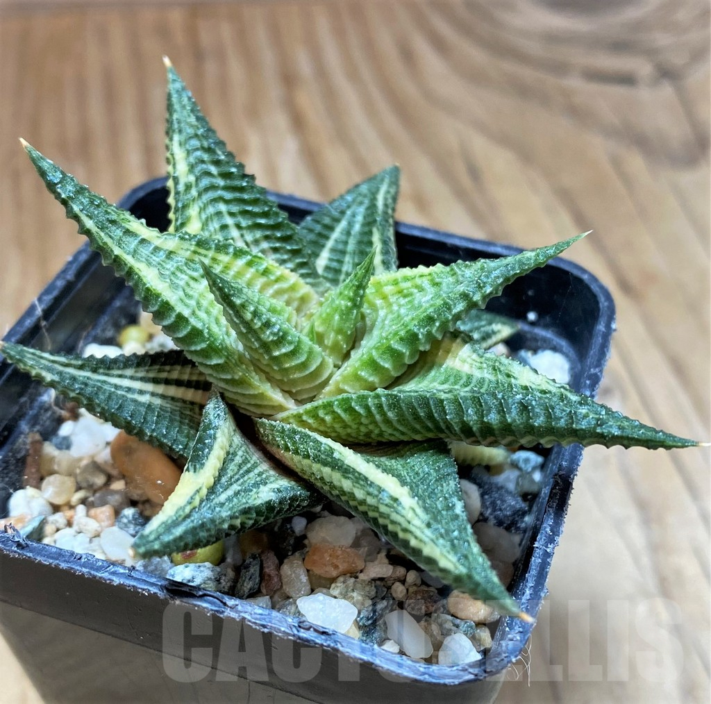 SH17664 Haworthia limifolia f. variegata