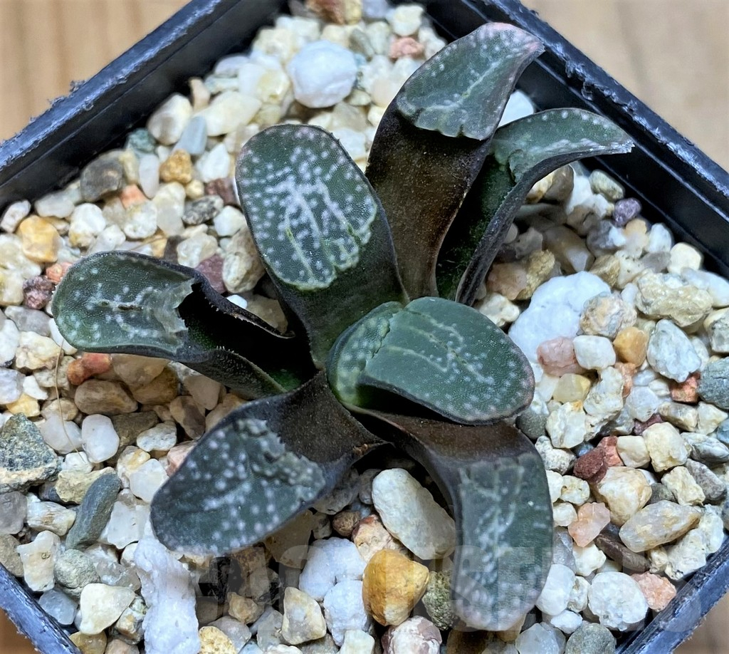SH17684 Haworthia groenewaldii
