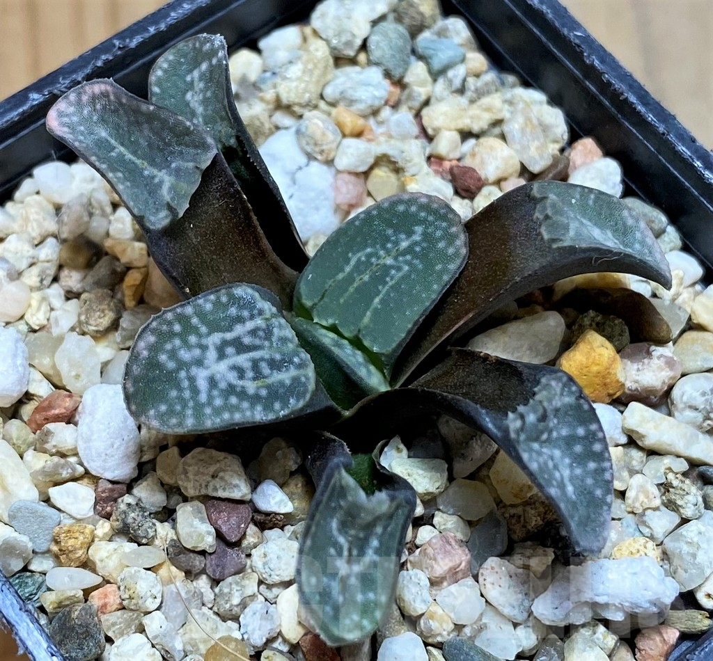 SH17684 Haworthia groenewaldii - immagine 2