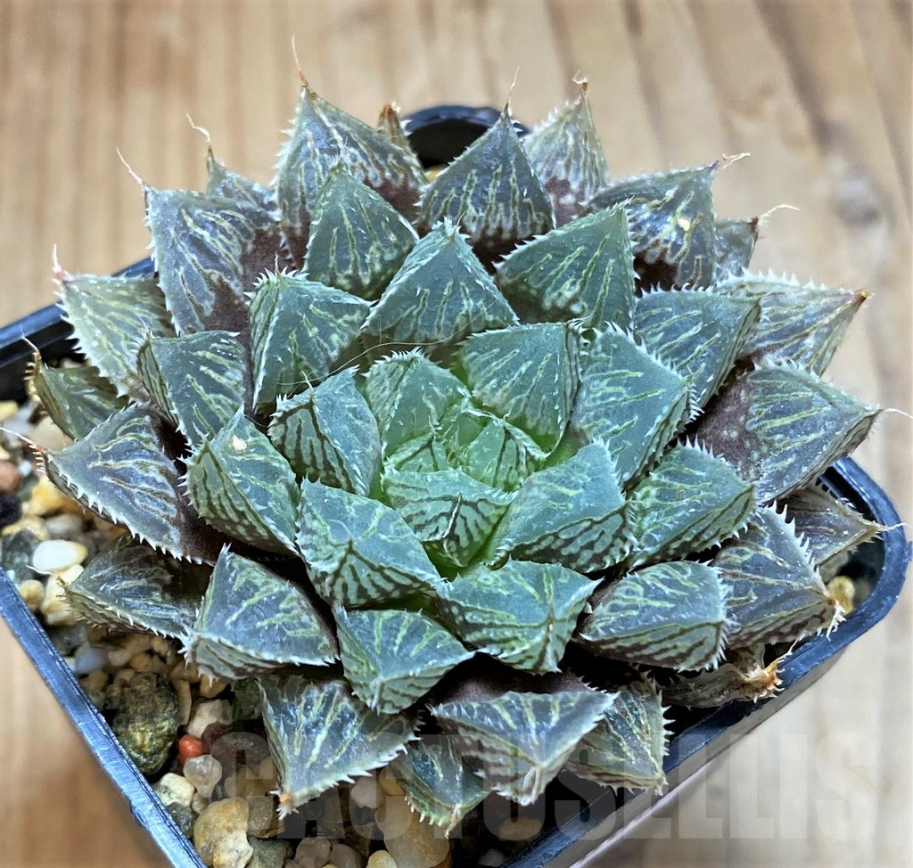 SH17686 Haworthia 'Mirror Ball' - Image 2