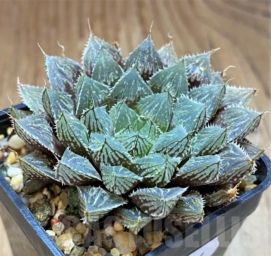 SH17686 Haworthia 'Mirror Ball'