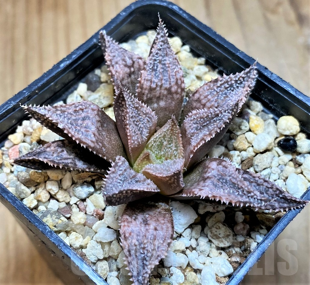 SH17687 Haworthia 'Hakuma' - Image 2