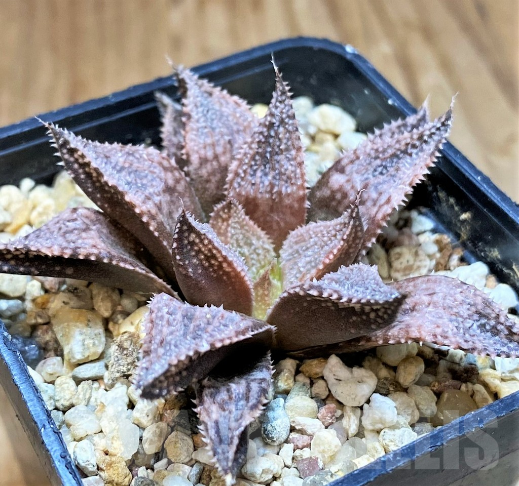 SH17687 Haworthia 'Hakuma'