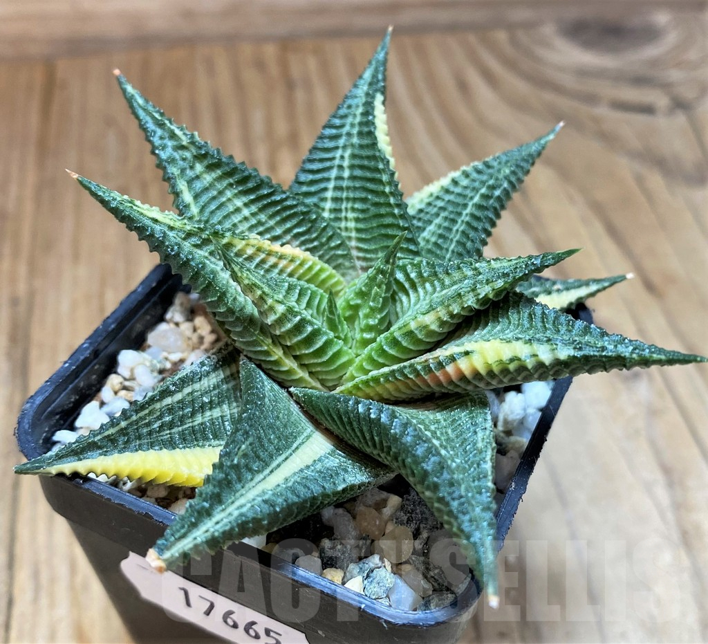 SH17665 Haworthia limifolia f. variegata