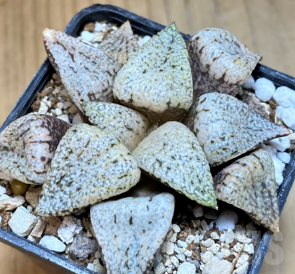 SH17690 Haworthia picta ‘Snow White Silver’