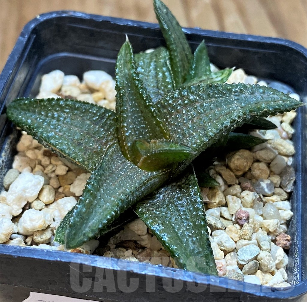 SH17691 Haworthia koelmaniorum hybrid - Obrázek 2