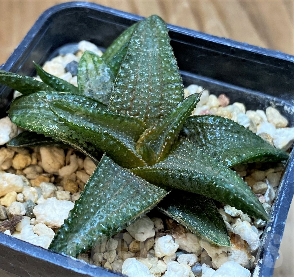 SH17691 Haworthia koelmaniorum hybrid