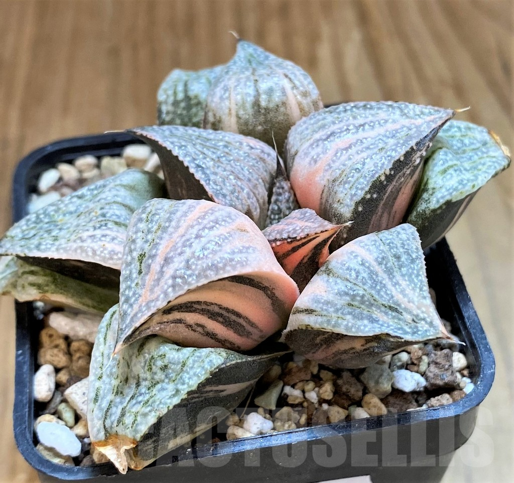 SH17692 Haworthia splendens f. variegata