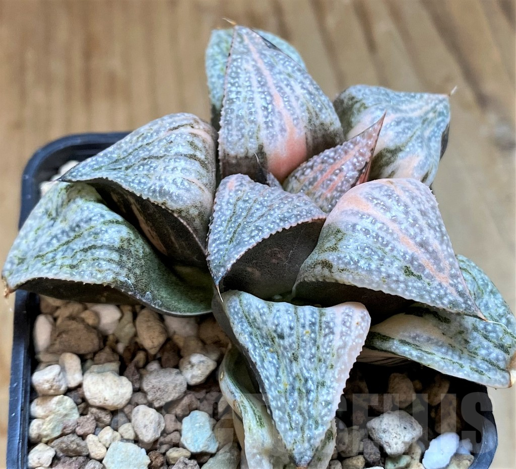 SH17692 Haworthia splendens f. variegata - Image 2