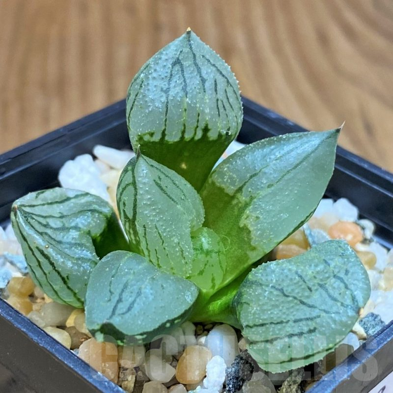 SH17693 Haworthia comptoniana mutant ‘Corn Poppy’