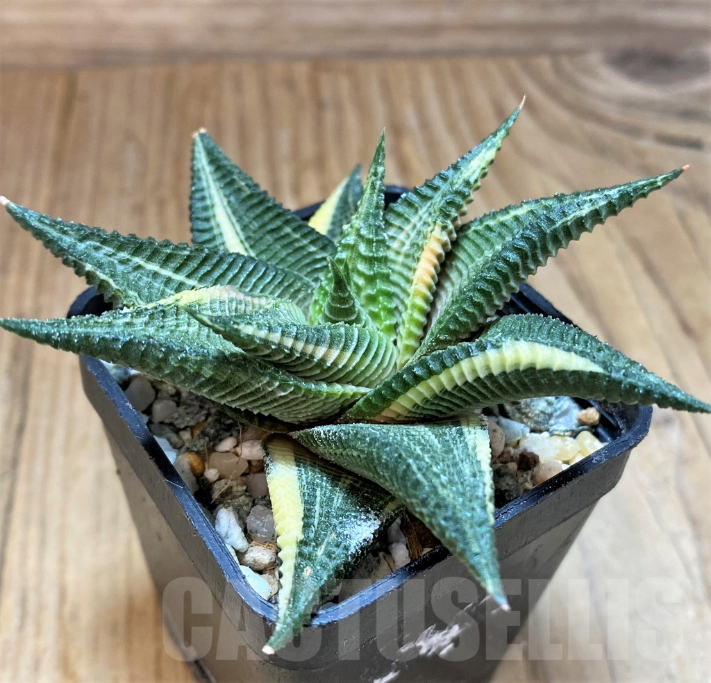 SH17665 Haworthia limifolia f. variegata - Image 2