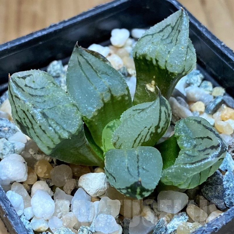 SH17694 Haworthia comptoniana mutant ‘Corn Poppy’