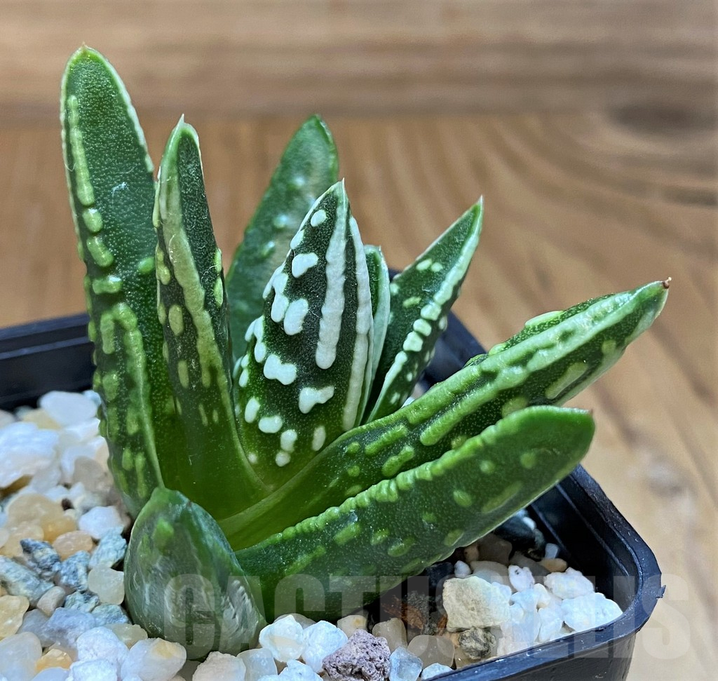 SH17695 Haworthia 'Tears of Angel' - Image 2