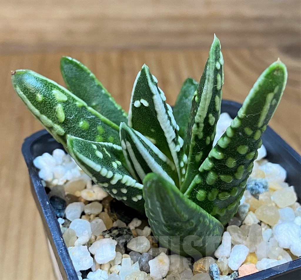 SH17695 Haworthia 'Tears of Angel'