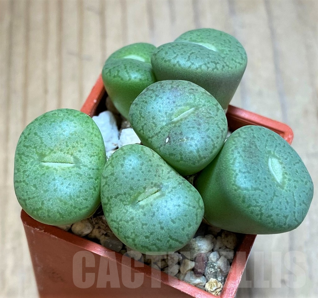 SH16725 Conophytum obcordellum ssp. ceresianum - Image 2