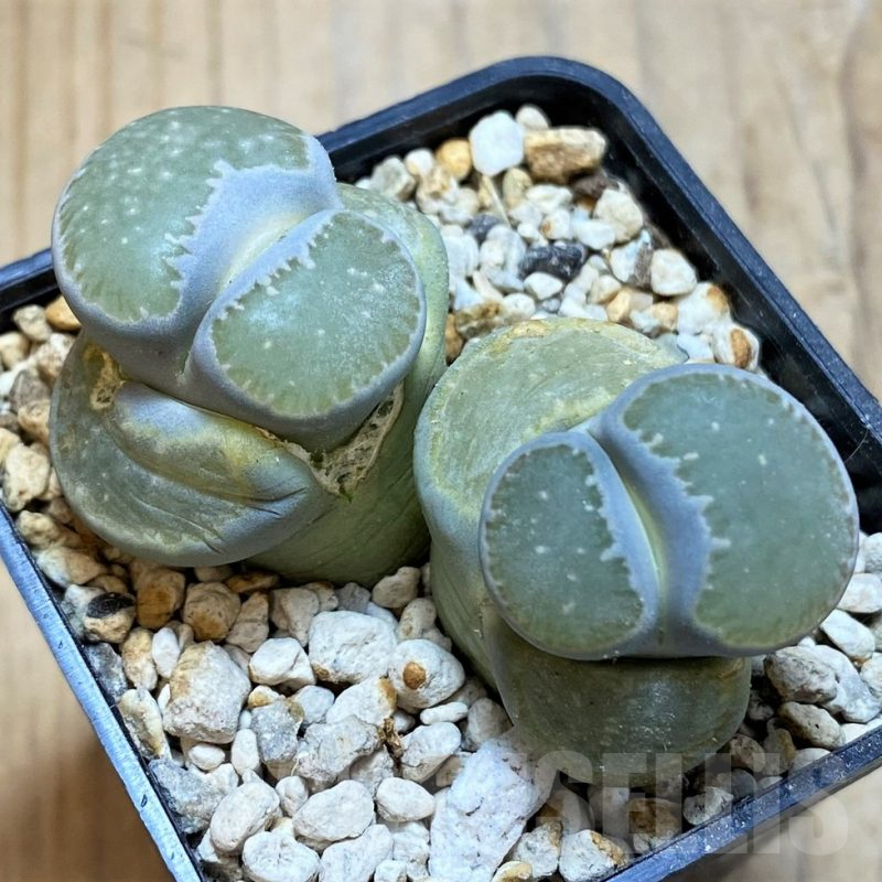 SH16772 Lithops salicola