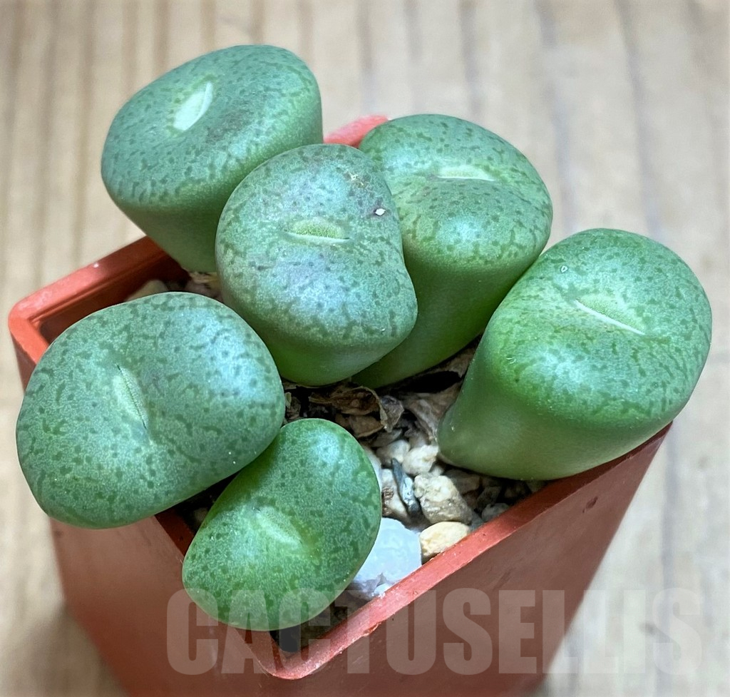 SH16725 Conophytum obcordellum ssp. ceresianum