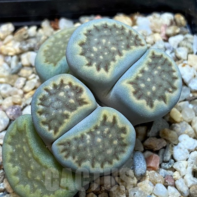 SH16773 Lithops halii