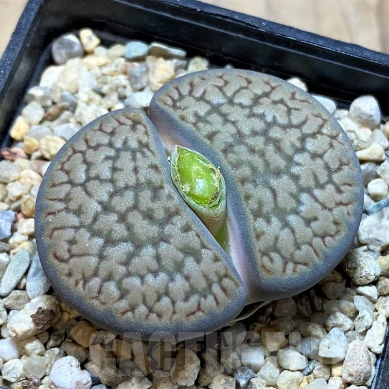 SH16774 Lithops hookeri