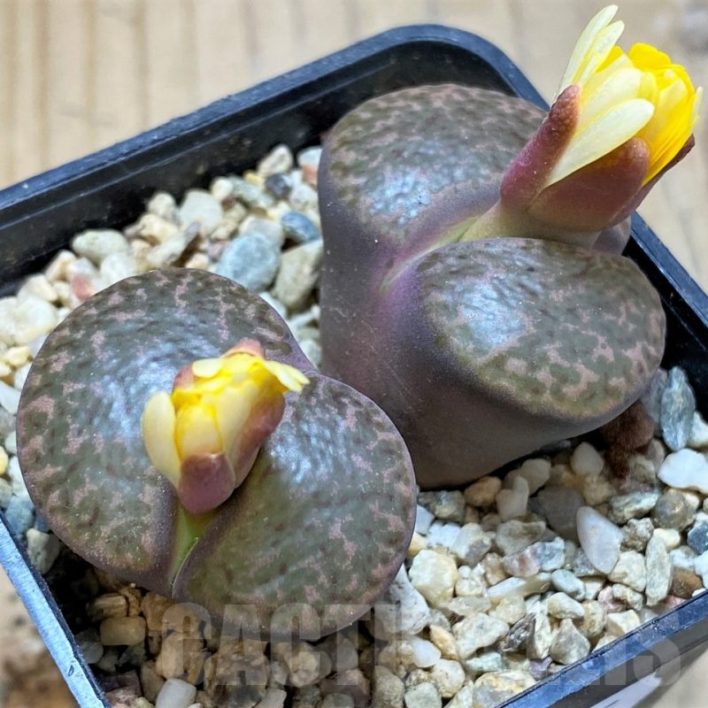 SH16775 Lithops bromfieldii