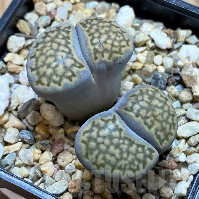 SH16776 Lithops halii