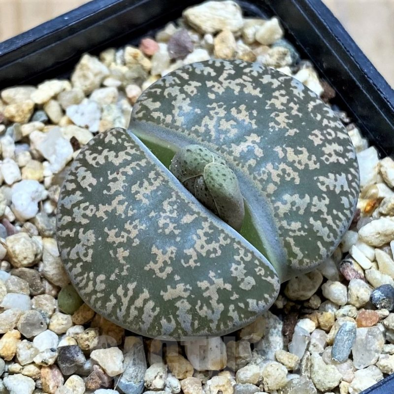 SH16778 Lithops lesliei