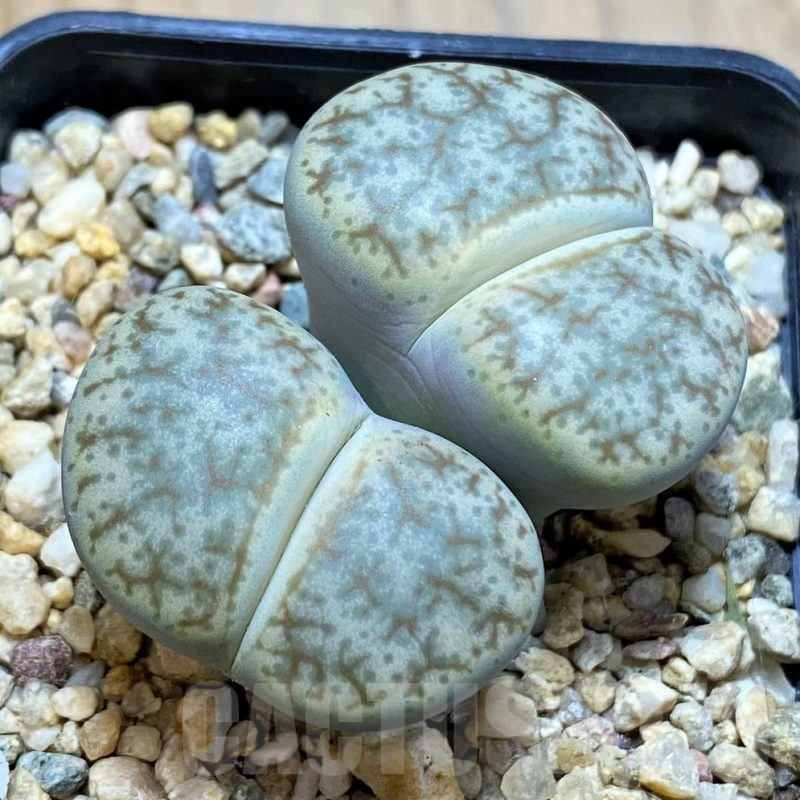 SH16779 Lithops pseudotruncatella