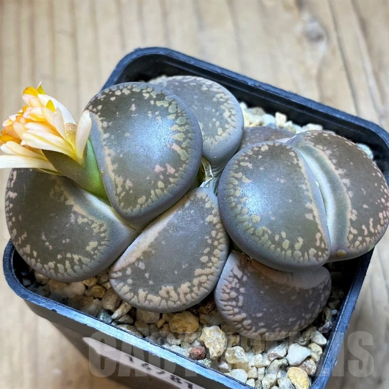 SH16781 Lithops aucampiae, old 6 years