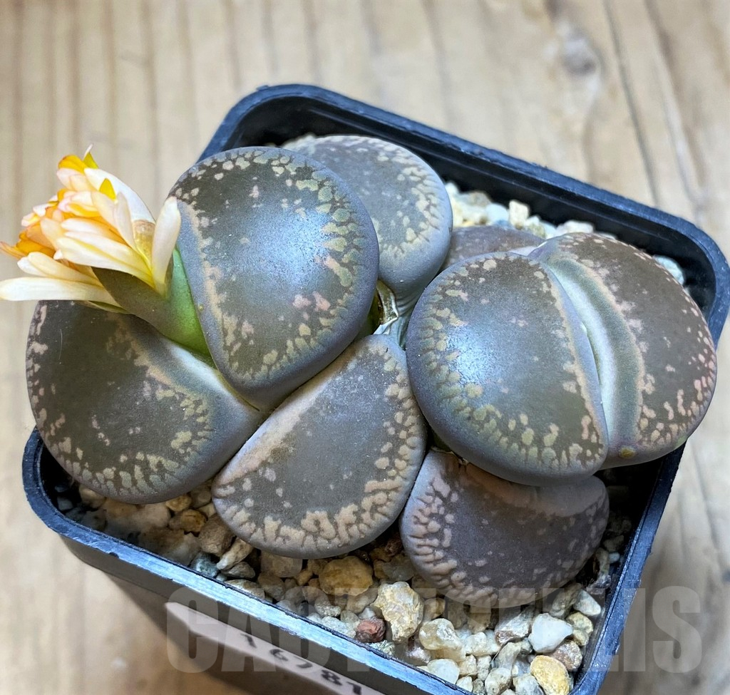 SH16781 Lithops aucampiae, old 6 years