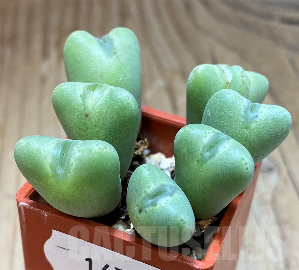 SH16726 Conophytum altum - Image 2